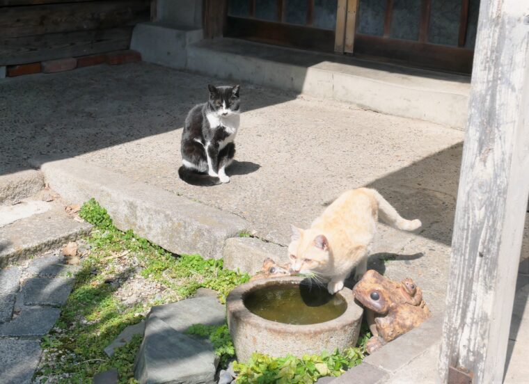 福住寺の猫２匹